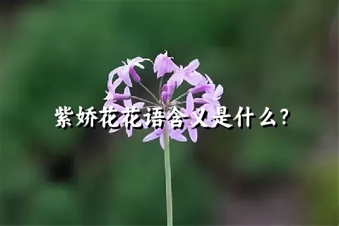 紫娇花花语含义是什么？