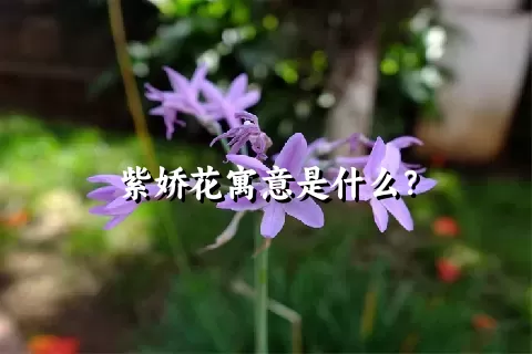 紫娇花寓意是什么？