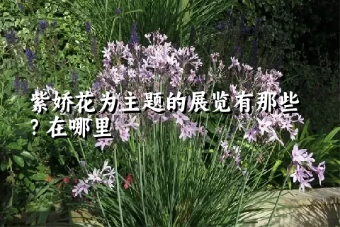 紫娇花为主题的展览有那些？在哪里