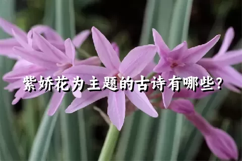 紫娇花为主题的古诗有哪些？