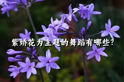 紫娇花为主题的舞蹈有哪些？