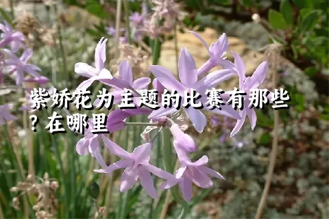 紫娇花为主题的比赛有那些？在哪里