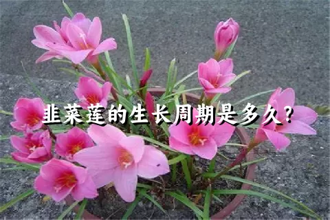 韭菜莲的生长周期是多久？