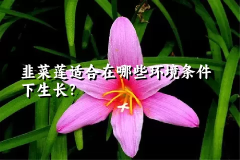 韭菜莲适合在哪些环境条件下生长？