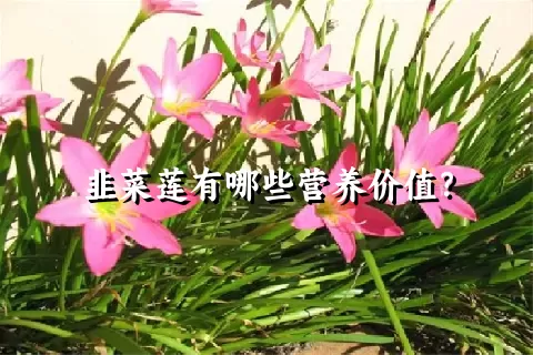 韭菜莲有哪些营养价值？