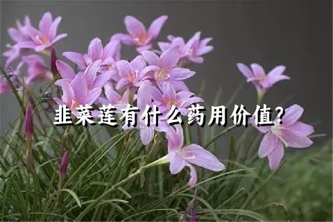 韭菜莲有什么药用价值？