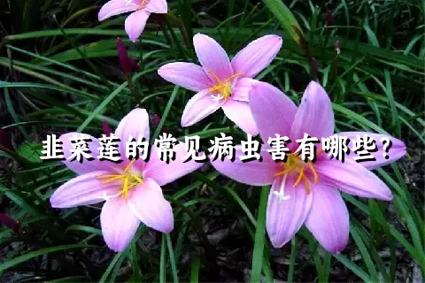 韭菜莲的常见病虫害有哪些？