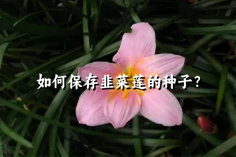 如何保存韭菜莲的种子？