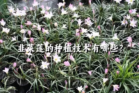 韭菜莲的种植技术有哪些？