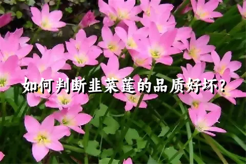 如何判断韭菜莲的品质好坏？