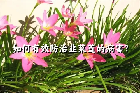 如何有效防治韭菜莲的病害？