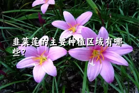 韭菜莲的主要种植区域有哪些？