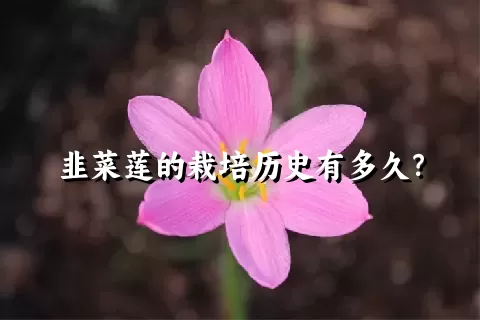 韭菜莲的栽培历史有多久？