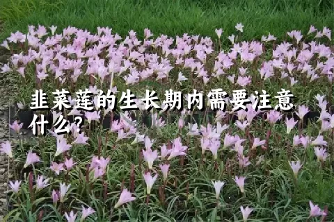 韭菜莲的生长期内需要注意什么？