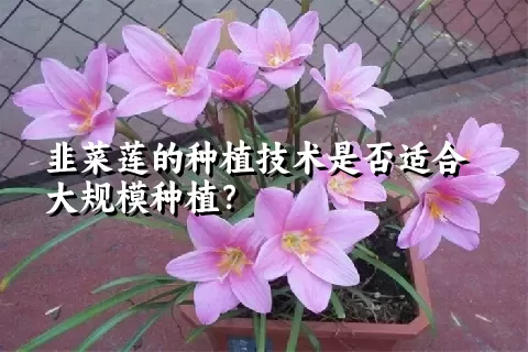 韭菜莲的种植技术是否适合大规模种植？