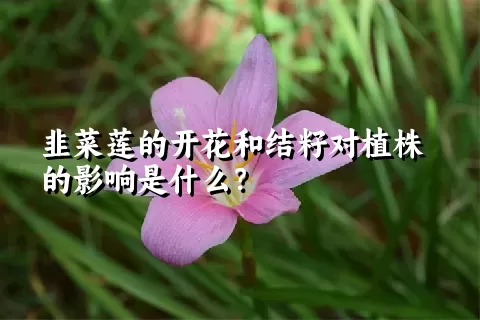 韭菜莲的开花和结籽对植株的影响是什么？