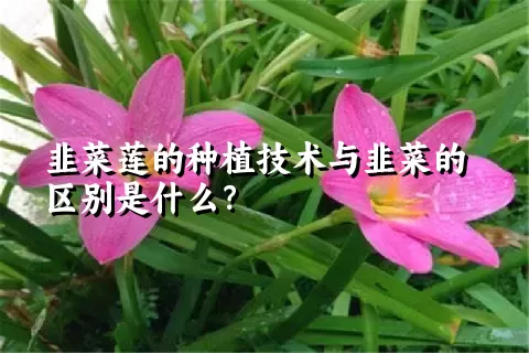 韭菜莲的种植技术与韭菜的区别是什么？