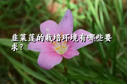 韭菜莲的栽培环境有哪些要求？