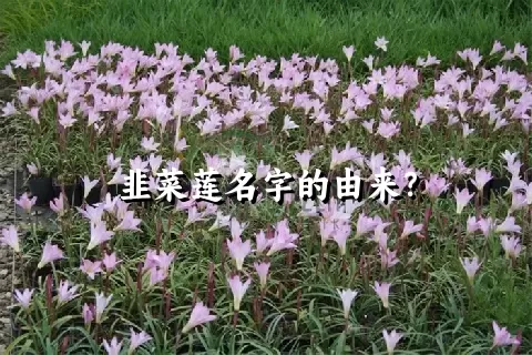 韭菜莲名字的由来？