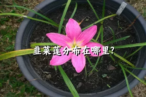 韭菜莲分布在哪里?