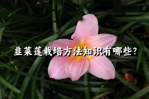 韭菜莲栽培方法知识有哪些？