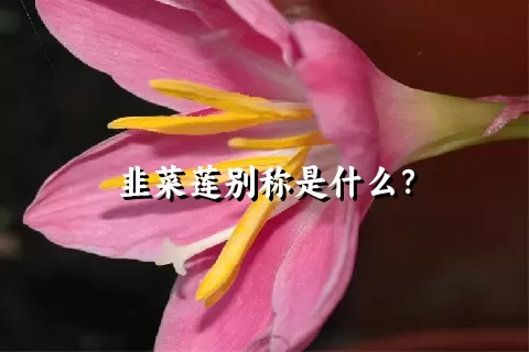 韭菜莲别称是什么？