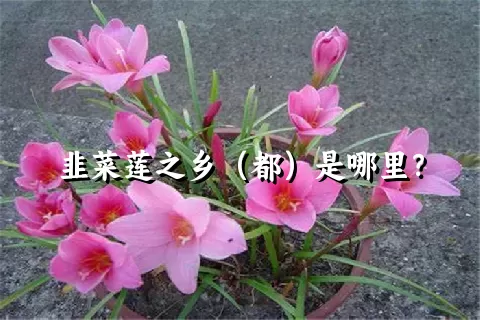 韭菜莲之乡（都）是哪里？