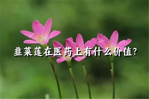 韭菜莲在医药上有什么价值？