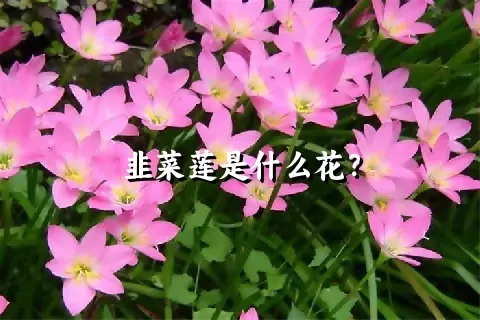 韭菜莲是什么花？