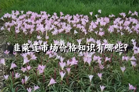 韭菜莲市场价格知识有哪些？