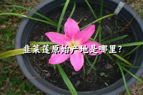 韭菜莲原始产地是哪里？