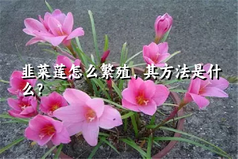 韭菜莲怎么繁殖，其方法是什么？