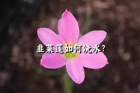 韭菜莲如何浇水？