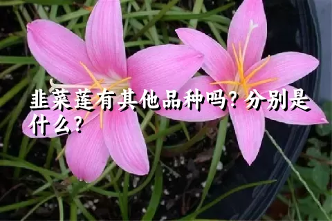 韭菜莲有其他品种吗？分别是什么？