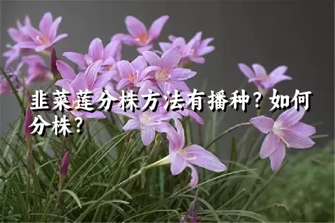 韭菜莲分株方法有播种？如何分株？