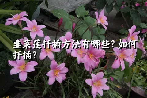 韭菜莲扦插方法有哪些？如何扦插？