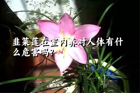 韭菜莲在室内养对人体有什么危害吗？