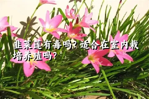 韭菜莲有毒吗？适合在室内栽培养殖吗？