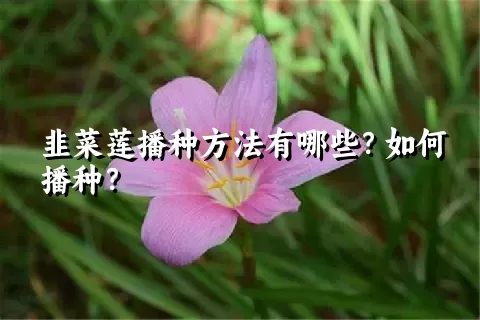 韭菜莲播种方法有哪些？如何播种？