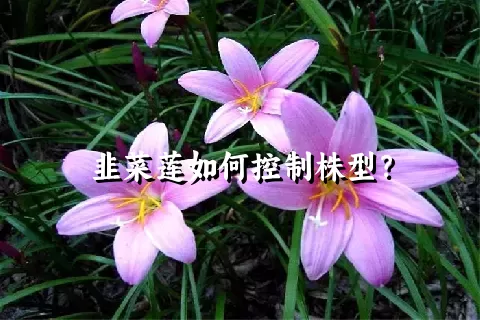 韭菜莲如何控制株型？