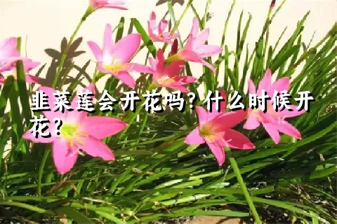 韭菜莲会开花吗？什么时候开花？