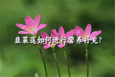 韭菜莲如何进行营养补充？