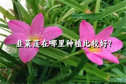 韭菜莲在哪里种植比较好？