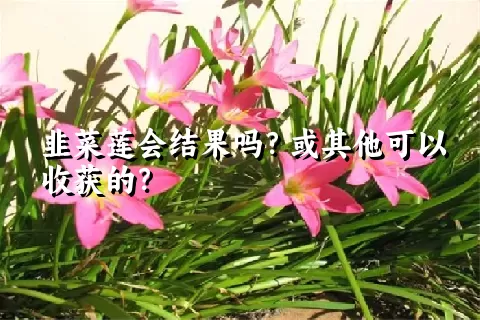 韭菜莲会结果吗？或其他可以收获的？