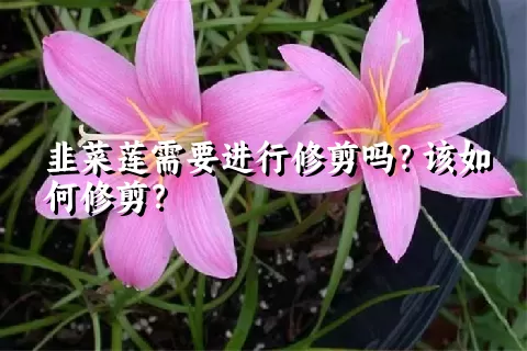 韭菜莲需要进行修剪吗？该如何修剪？