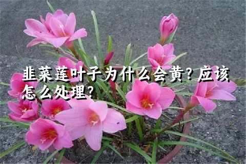 韭菜莲叶子为什么会黄？应该怎么处理？