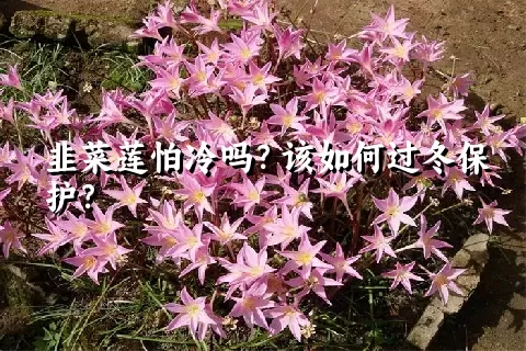 韭菜莲怕冷吗？该如何过冬保护？