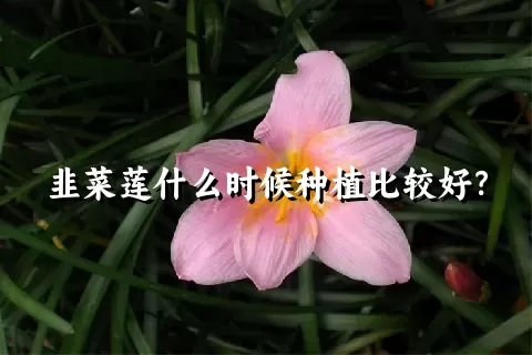 韭菜莲什么时候种植比较好？