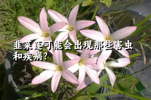 韭菜莲可能会出现那些害虫和疾病？