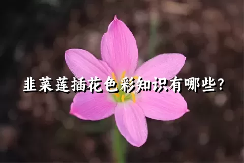 韭菜莲插花色彩知识有哪些？